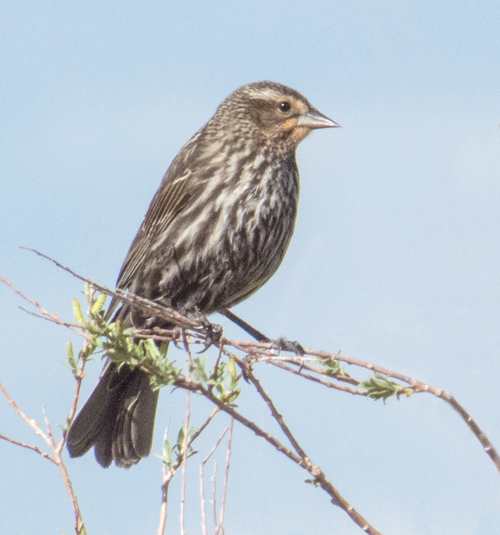 Red-winged Blackbird F.jpg